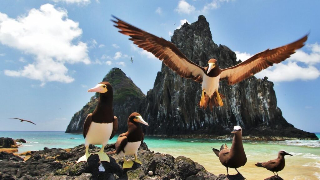 fauna em Noronha - blog Merola Turismo sustentavel
